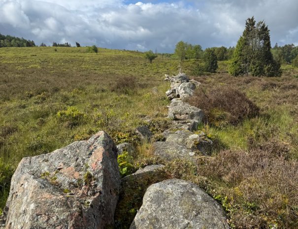 BF123BC5-DA33-4DF7-8FA5-8D33630CE066