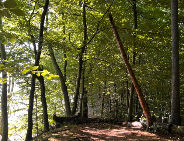 Teglstrup_Hegn_07