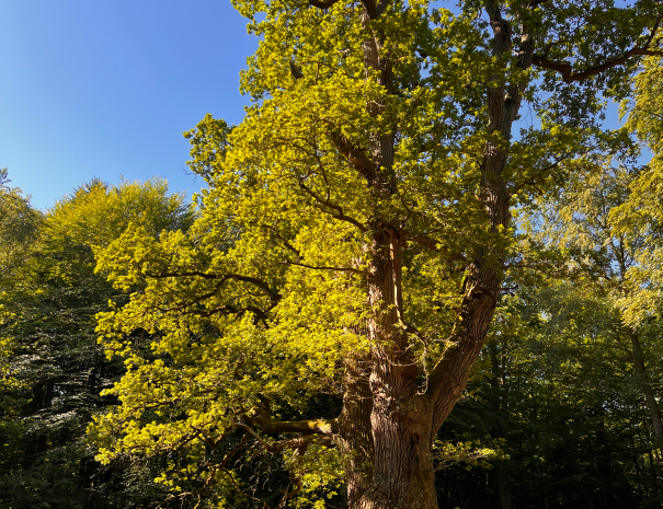 Teglstrup_Hegn_11