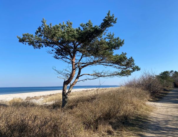 Nordkyststien_gilleleje_02